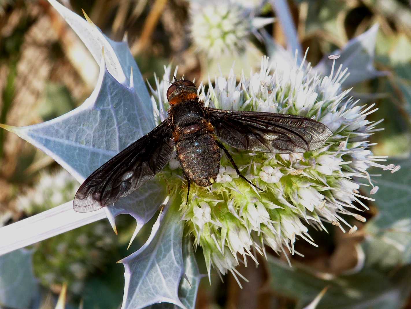 Aeroplanino (Anthrax sp.?) No. Heteralonia sp.